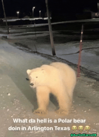 Polar Bear GIF