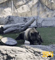 Bear Cute Animals GIF by Brookfield Zoo