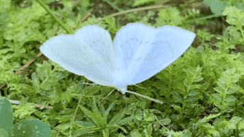 Moth GIF