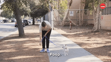 Dogs GIF by BuzzFeed