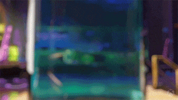 Penguin Yes GIF by Xbox