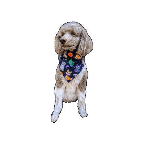 Poodle Halloween Dog Sticker by Geekster Pets