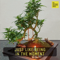 In The Moment Weed GIF by 60 Second Docs