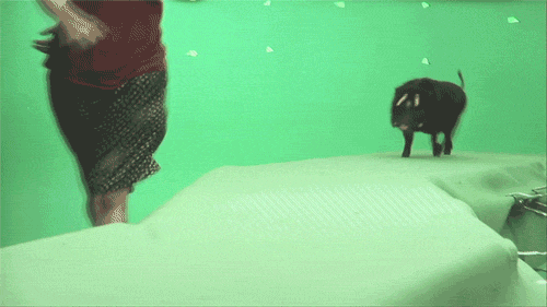 Beasts Of The Southern Wild Film GIF - Find & Share on GIPHY
