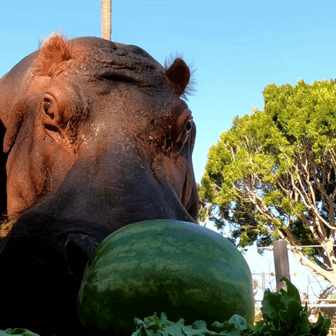 San Diego Eating GIF by San Diego Zoo Wildlife Alliance