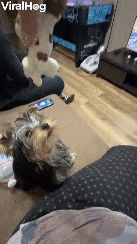 Yorkie Leaps Into Beanbag After Toy GIF by ViralHog
