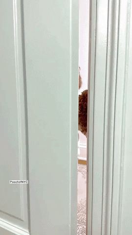 Dogs Beyonce GIF - Find & Share on GIPHY