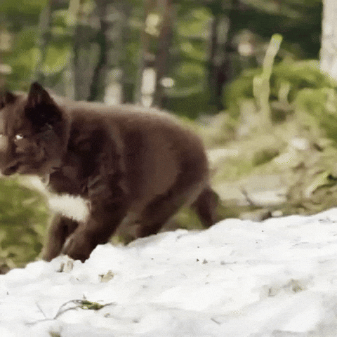 Red Husky GIF