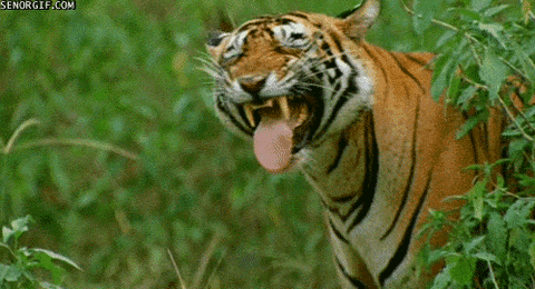 Tiger Smile GIF by Cheezburger - Find & Share on GIPHY