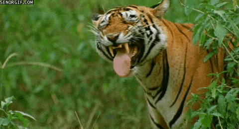tiger smile GIF by Cheezburger - tiger smile GIF by Cheezburger