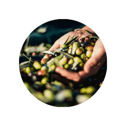 Tenuta Cesano Sticker