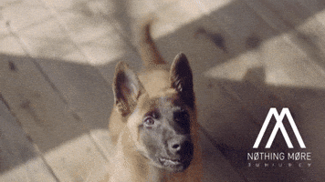 Dog Pet GIF by Better Noise Music