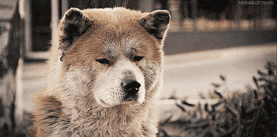 hachiko a dogs story dog GIF
