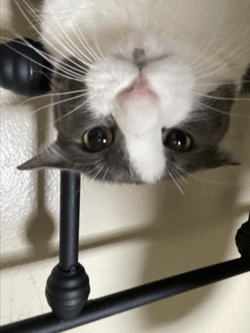 Spin GIF