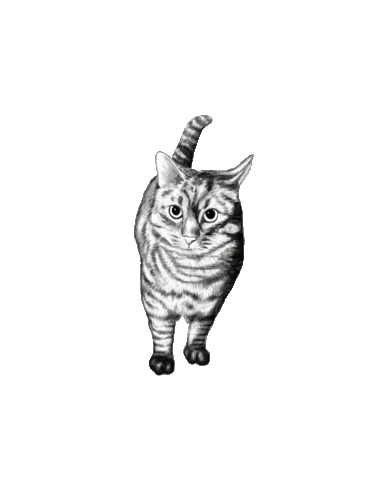 Cat Sticker