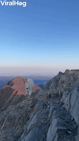 Hiker And Mountain Goats Meet On Bridger Range Summit GIF by ViralHog