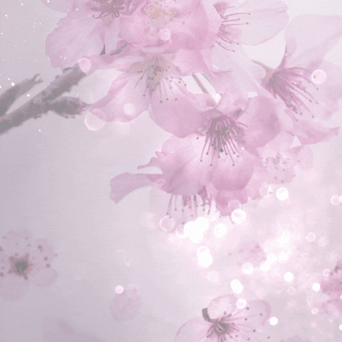 Cherry Blossom Love GIF by Lilly - Autorin
