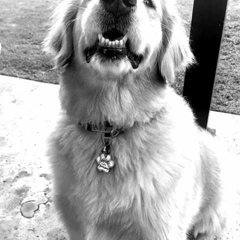 GIF by Orange Lutheran HS