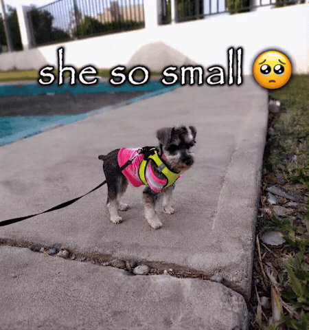 Kawai Schnauzer GIF