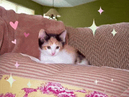 Small Cat GIF