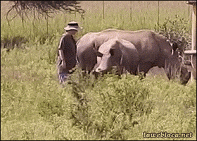 rhino rhinoceros GIF