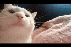 White Cat Reaction GIF