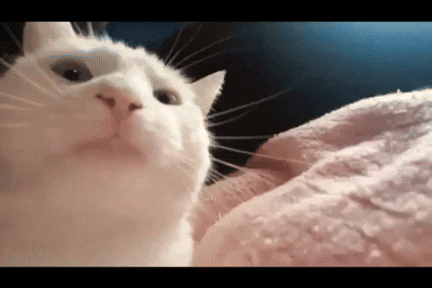 Super-cute-animals GIFs - Get the best GIF on GIPHY
