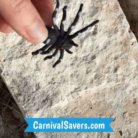 CarnivalSavers carnival savers carnivalsaverscom carnival prize small toy wiggle spider GIF