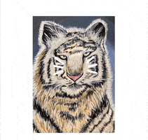 Teoweiger cat white animal tiger GIF