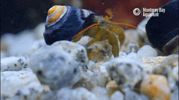 Hermit Crab Sea GIF by Monterey Bay Aquarium
