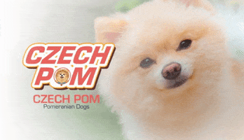 czech-pom GIF
