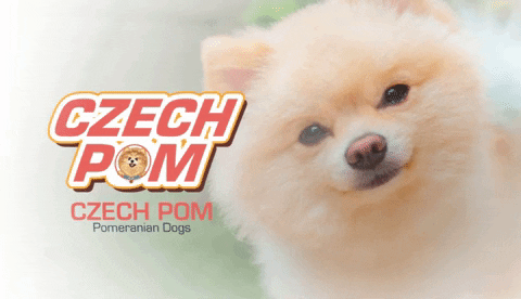 Pomeranians Dogs - Get best GIF GIPHY