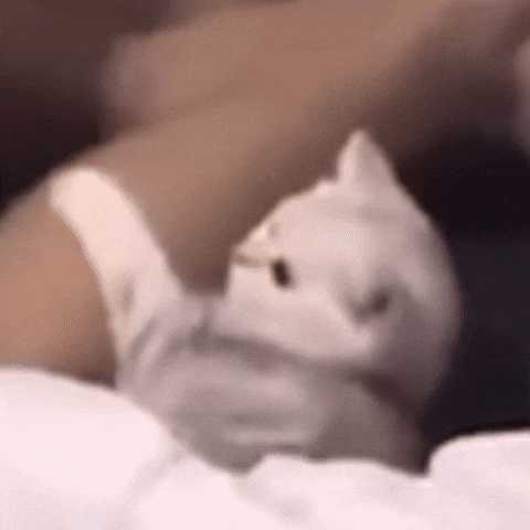 Cat GIF