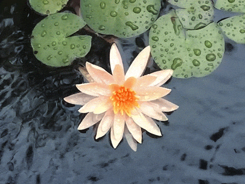 Lotus Moisturizer Gifs Get The Best Gif On Giphy