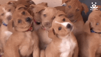 Mental Health Love GIF by Best Friends Animal Society