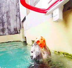 otter swimming GIF