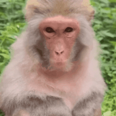 Harp Eban GIF