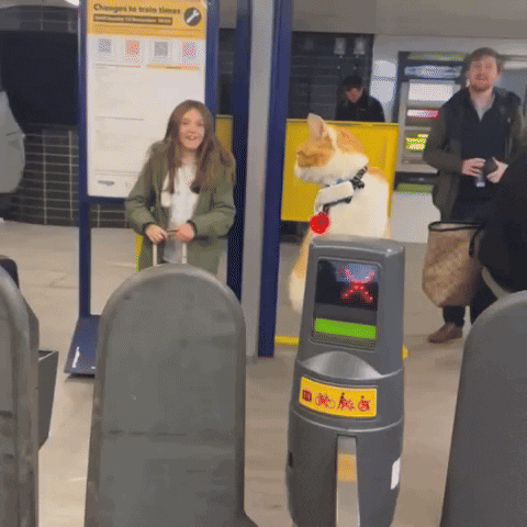 Train Station Cat GIF by Storyful