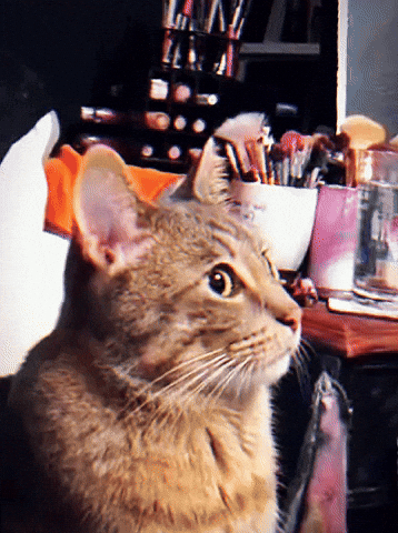 Shocked Cat GIF