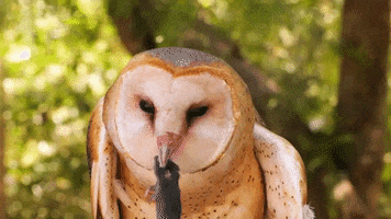 Owl Eating GIF by PBS Digital Studios