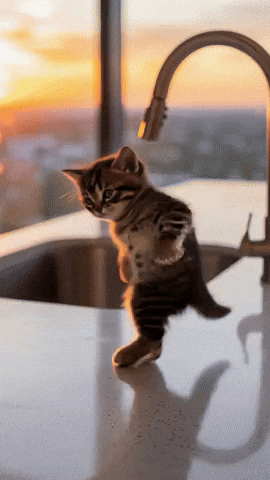 Cat Dance GIF