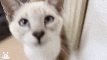 High Five Well Done GIF by Best Friends Animal Society