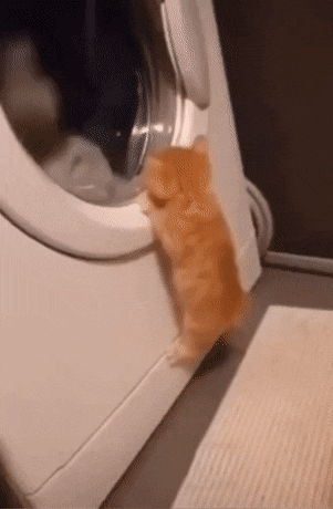 Cats GIF