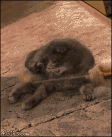 cats shocked omg GIF