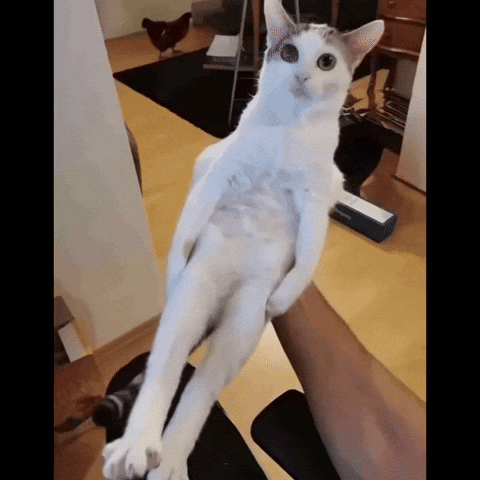 Cat GIF