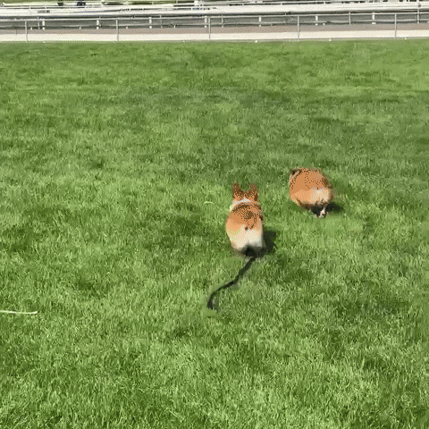 Cute Dog Corgis Playing GIF