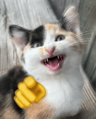 Calico Cat GIF