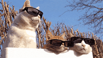 Video gif. Three cats sit in a box together, all wearing cool sunglasses. One is sitting up, nodding its head to push the sunglasses up on its nose, the two others laying down with their heads against the side of the box. They turn their heads as well, and the middle cat's glasses fall off its nose and rest on its mouth.