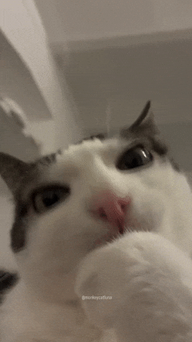 Cat Cat GIF
