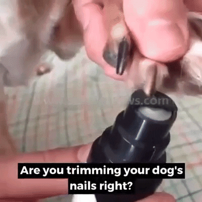 Dog Nail GIF